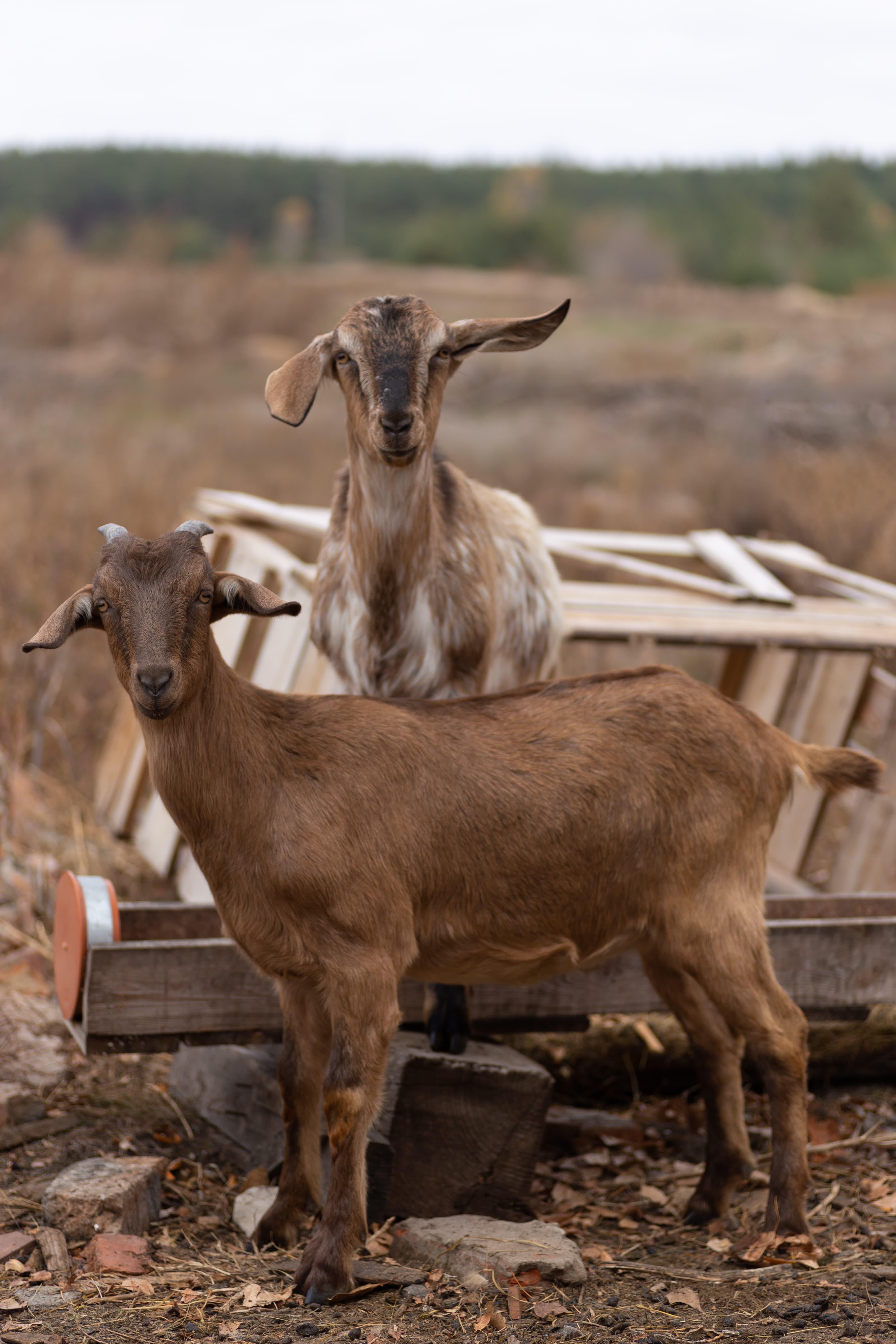 Everything You Need to Know About the Impact of Your Qurbani Donation