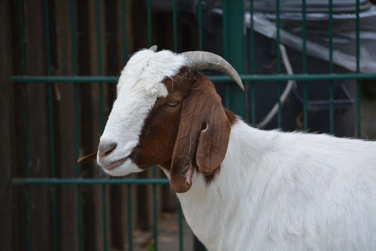 Qurbani 2024