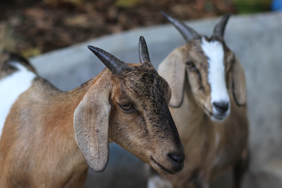 Donate Qurbani