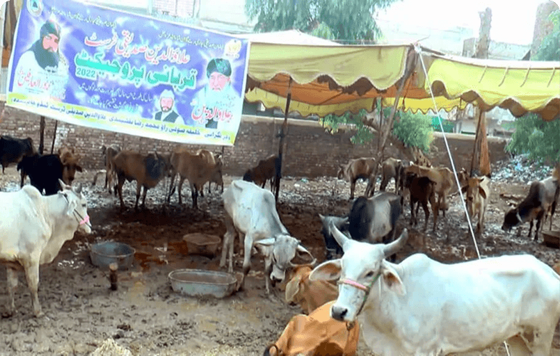 Qurbani