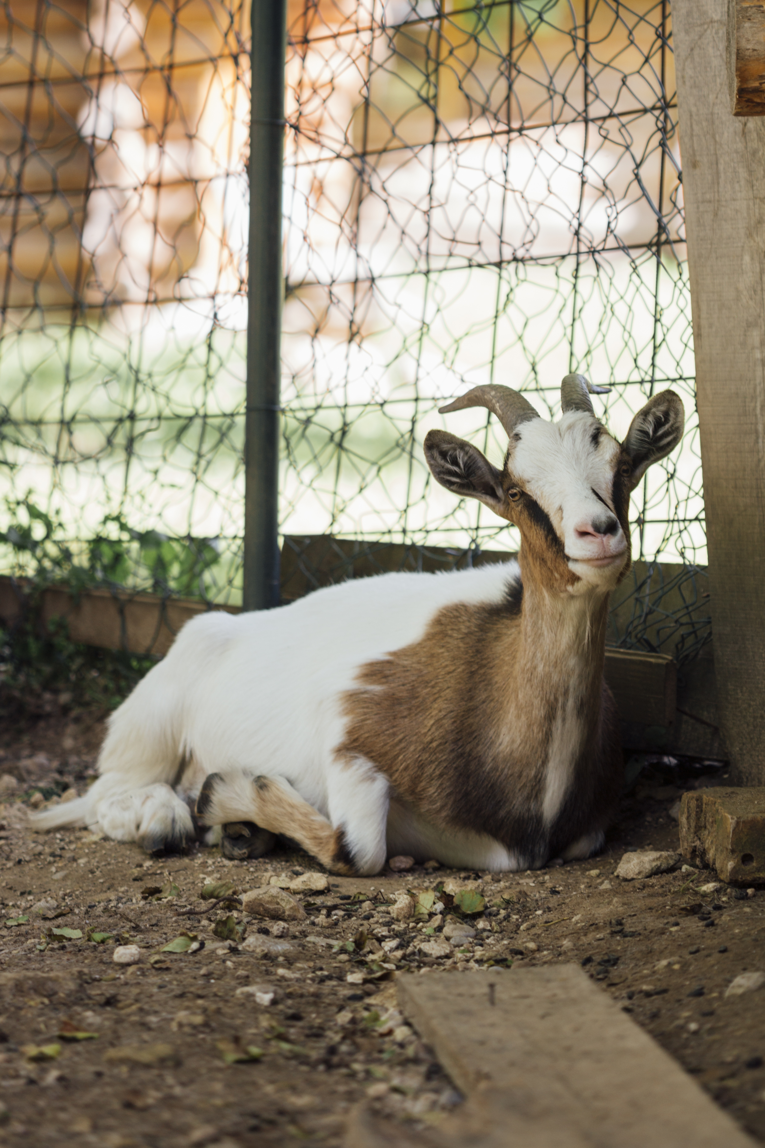 The Spiritual Meaning of Dhul Hijjah and Qurbani