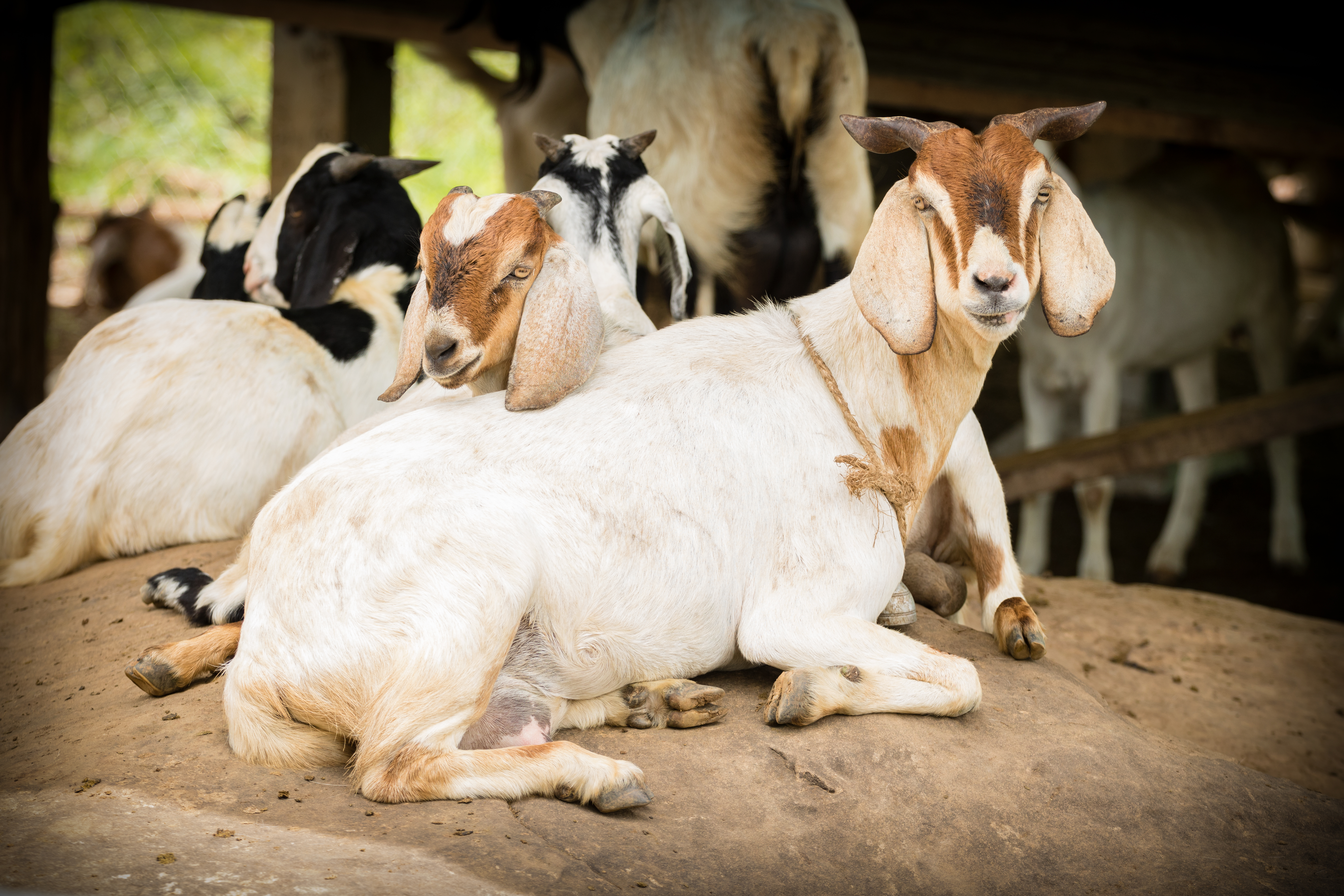 The Spiritual Meaning of Dhul Hijjah and Qurbani