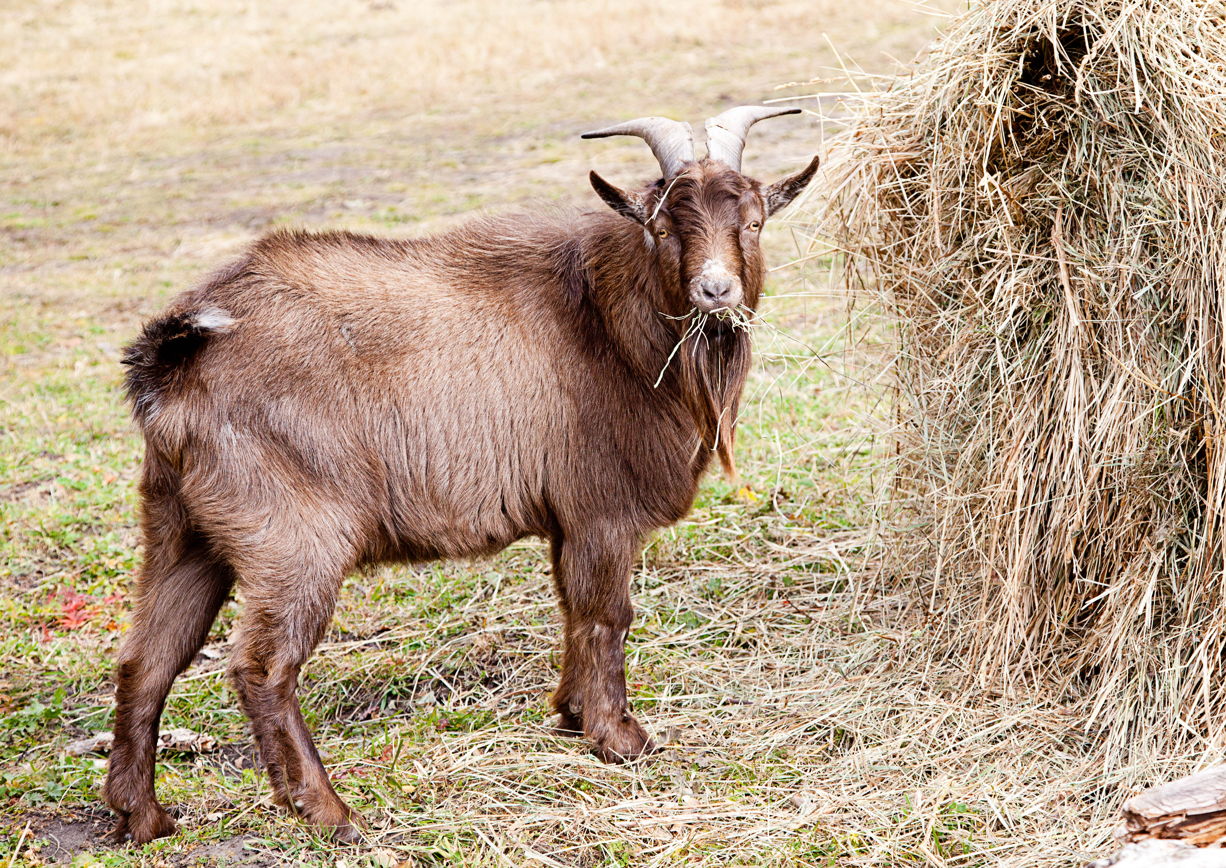 Everything You Need to Know About the Impact of Your Qurbani Donation