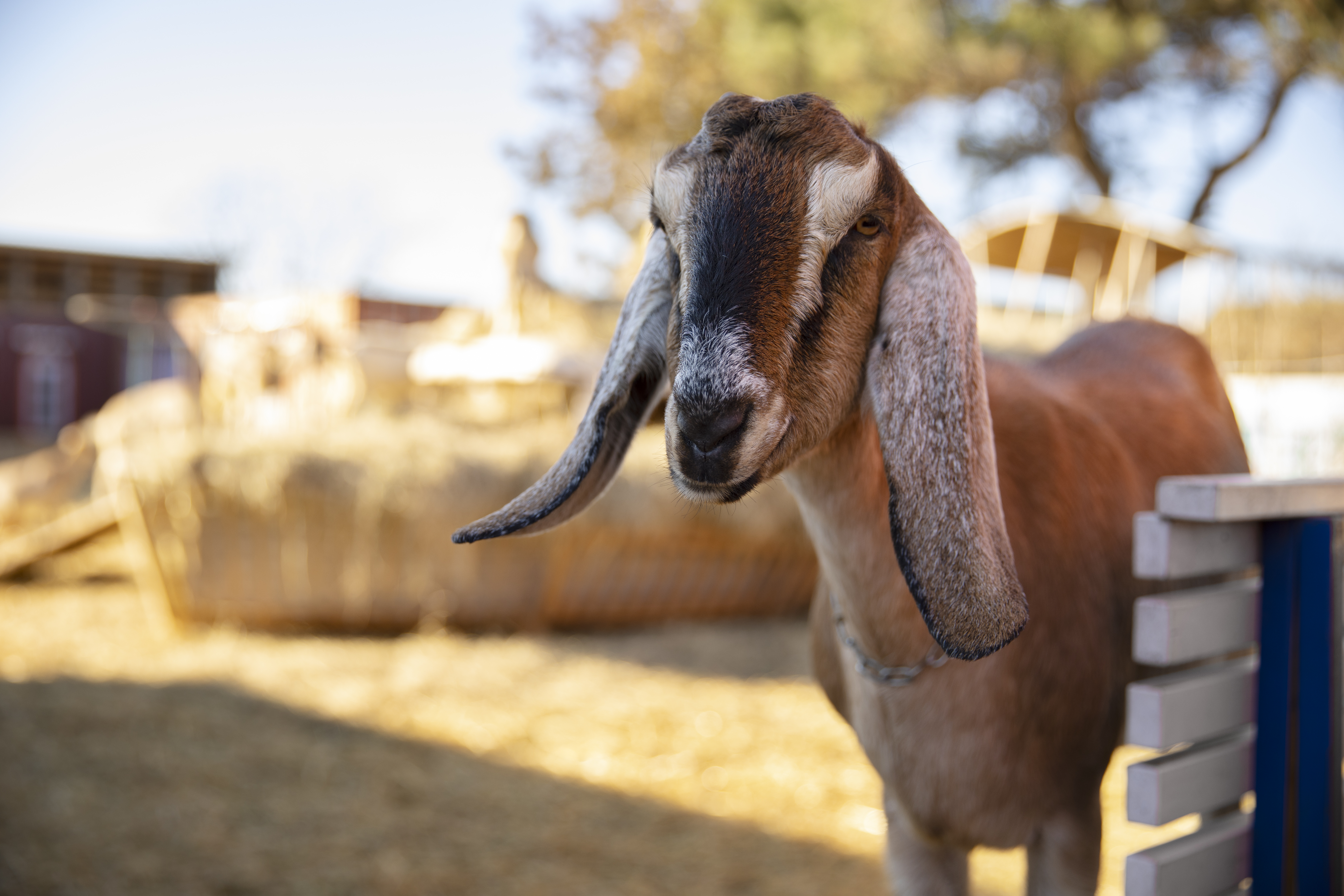 The Spiritual Meaning of Dhul Hijjah and Qurbani
