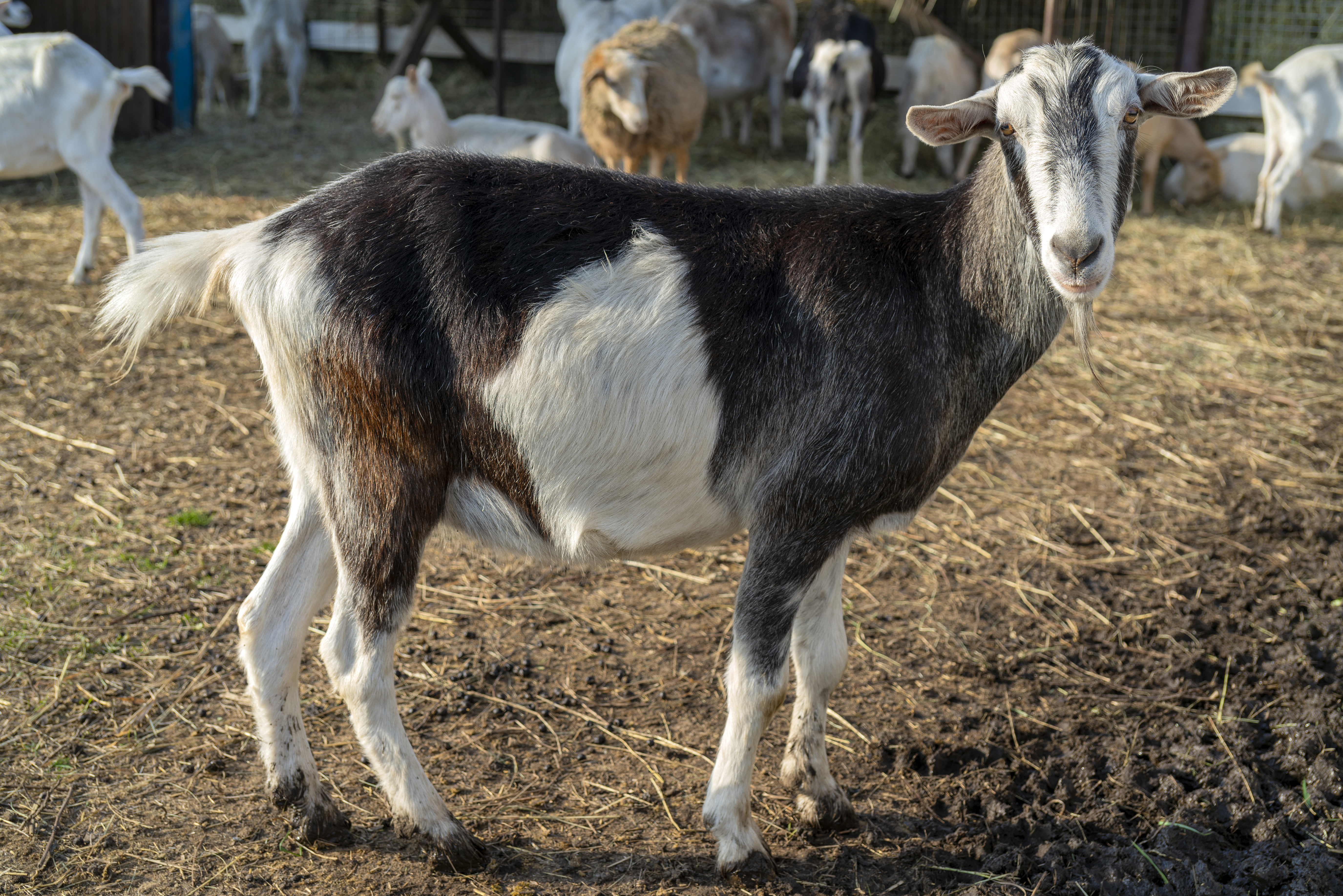 Everything You Need to Know About the Impact of Your Qurbani Donation