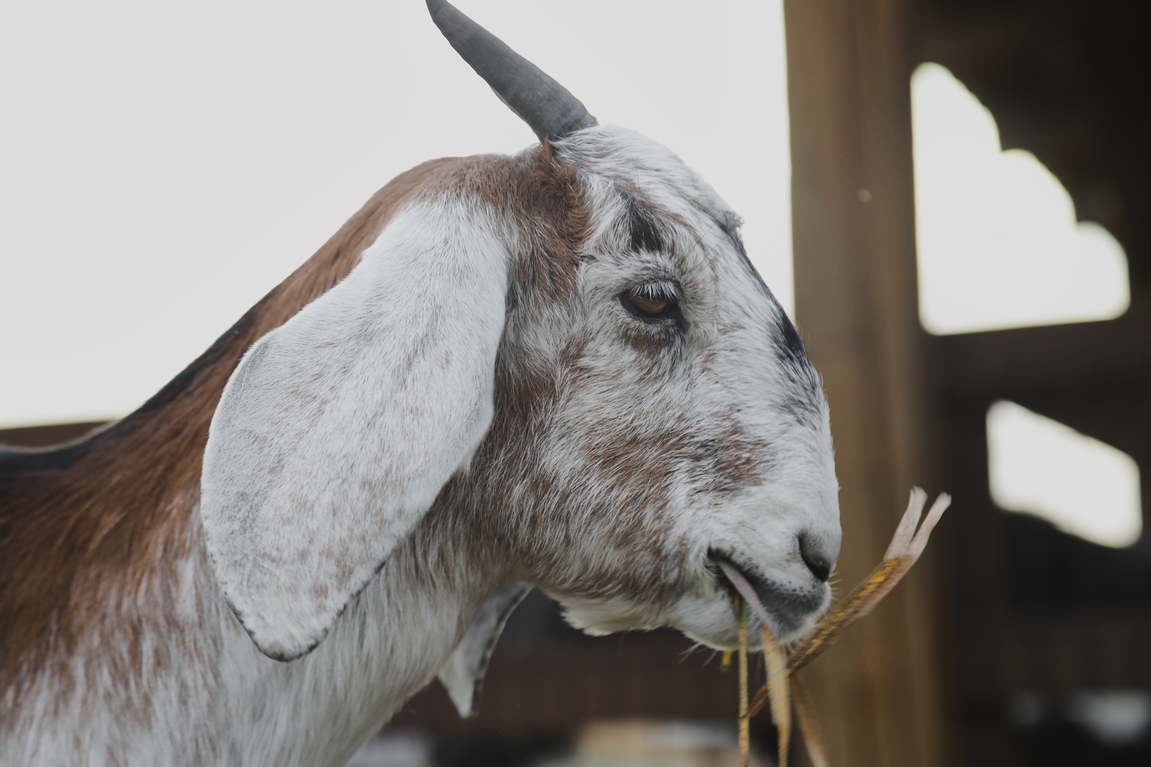 Everything You Need to Know About the Impact of Your Qurbani Donation