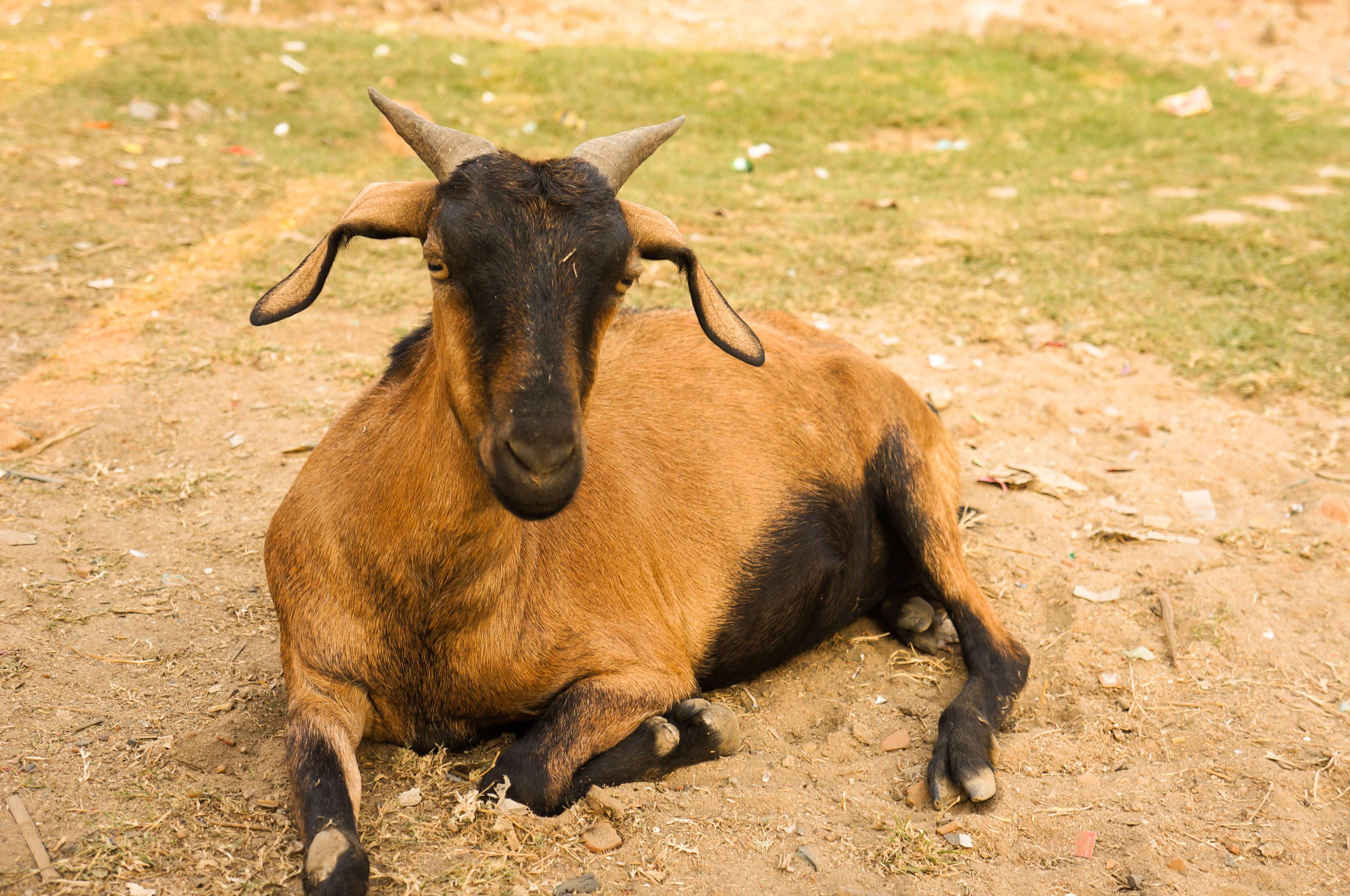 Everything You Need to Know About the Impact of Your Qurbani Donation