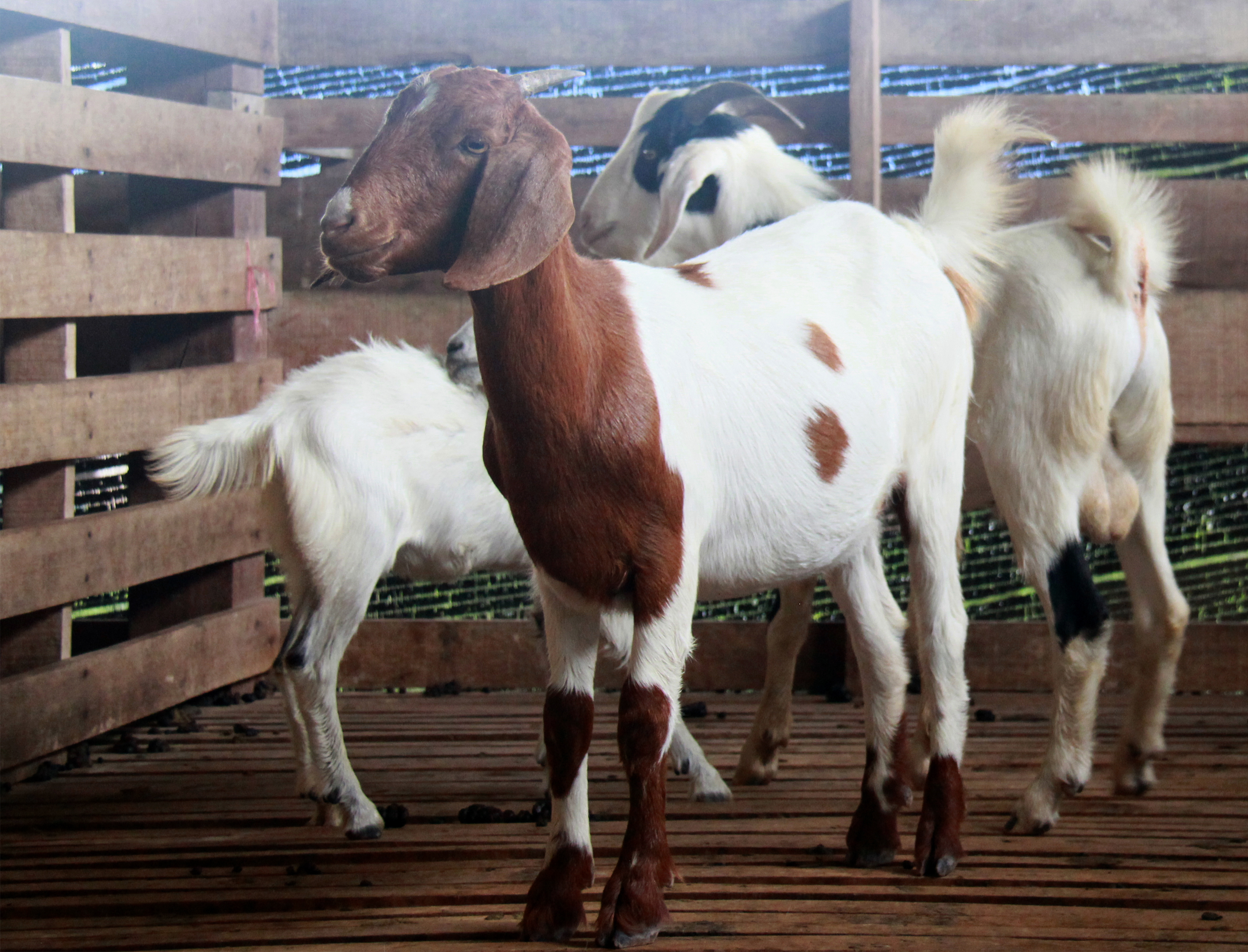Everything You Need to Know About the Impact of Your Qurbani Donation
