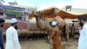 Camel Qurbani